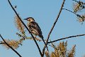 wattle bird